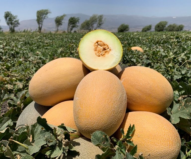 Ananas Kavunu Tohumu Özellikleri