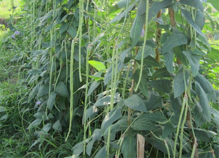 Börülcede Verimi Arttırmak