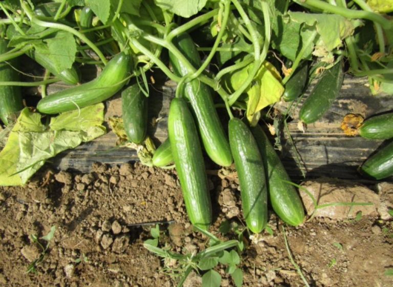 Salatalıkta Gübreleme Nasıl Yapılmalı?