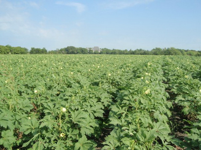 Bamyada Gübreleme Nasıl Yapılmalıdır
