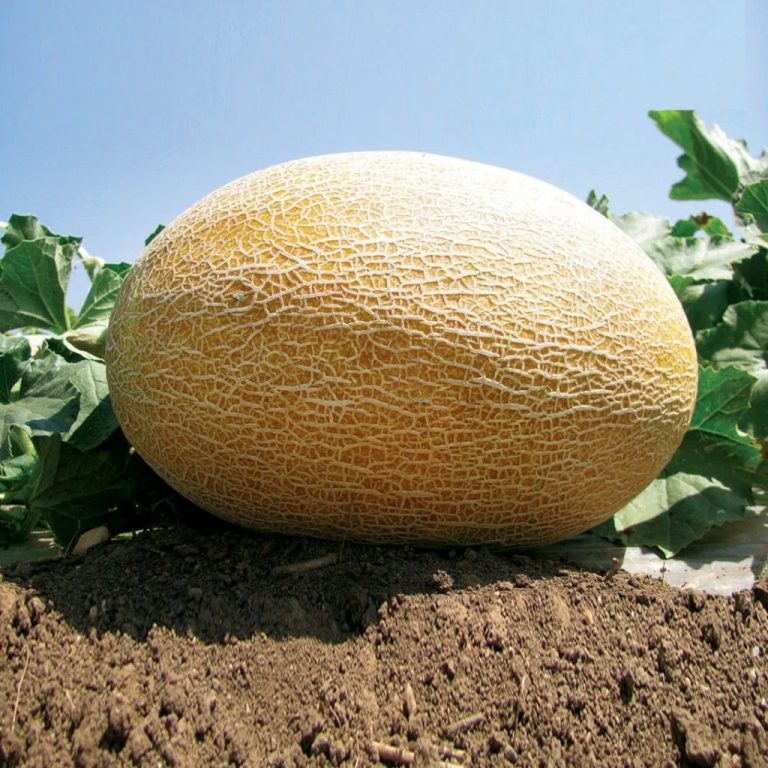 Ananas Kavun Tohum Seçimi