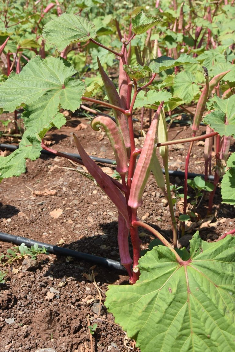 Bamya Tohumu Çeşitleri Nelerdir