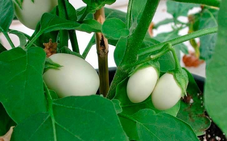 Beyaz Patlıcan Yetiştiriciliği