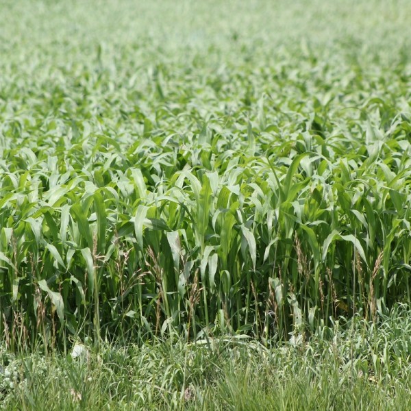 Şeker Sorgumu Ne zaman Ekilmektedir