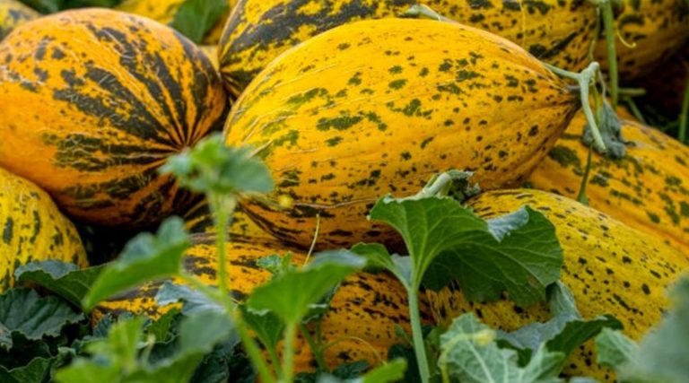 Kavun Fidesi Dikimi Nasıl Yapılmalıdır