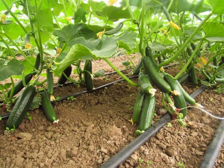 Silor Salatalık Yetiştiriciliği