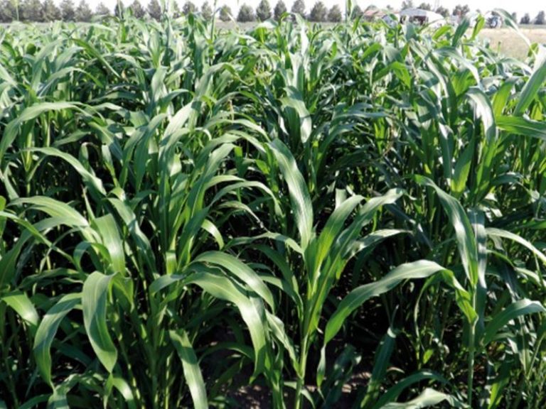 Sorgum Sudan Tohum Seçimi