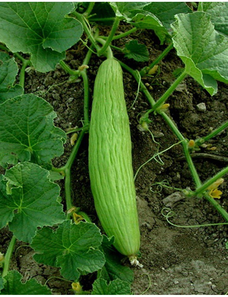 Acur Tohumunda Hastalıklarla Mücadele