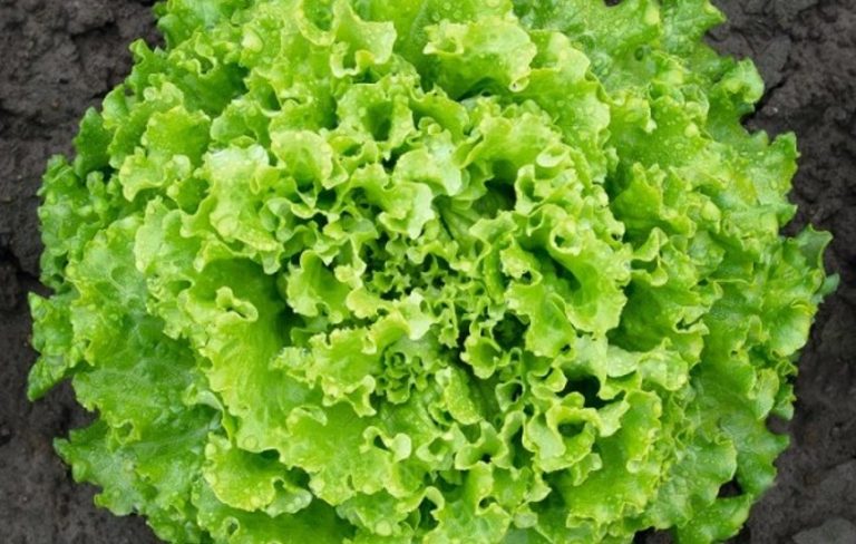 Marul Tohumu Seçimi