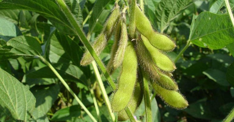 Soya Fasulyesi Tohumu Özellikleri