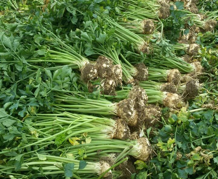 Kereviz Hasadı Nasıl Yapılmaktadır