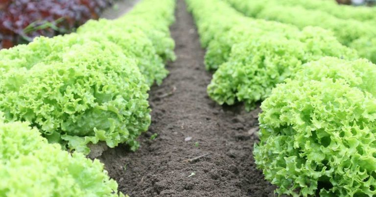 Marul Tohumu Çeşitleri