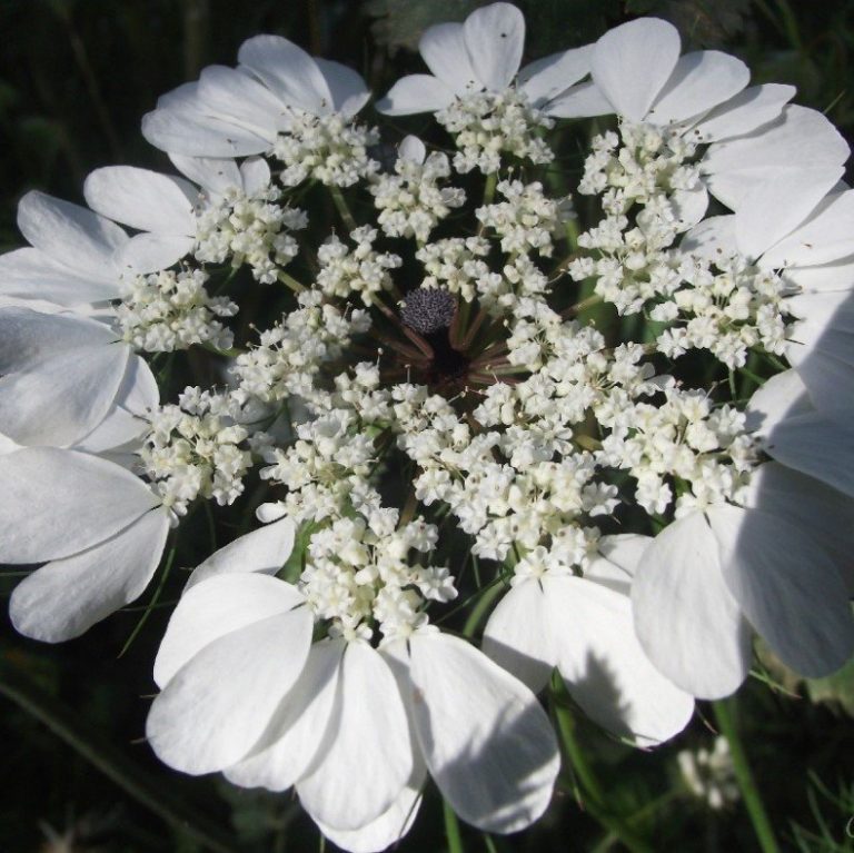 Diş Otu İklim İstekleri
