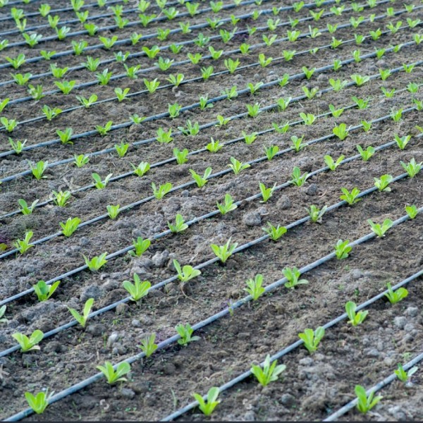 Damlama Sulama Kullanım Avantajları