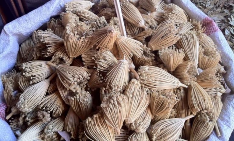 Diş Otu Kullanım Alanları