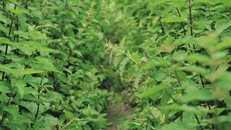 Isırgan Otu Yetiştiriciliği Nasıl Yapılmaktadır