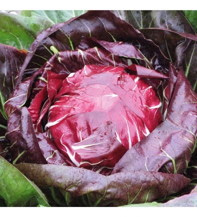 Türkiye ve Dünyada Hindiba Yetiştiriciliği