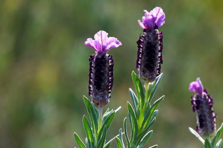 Karabaş Otu Gübreleme