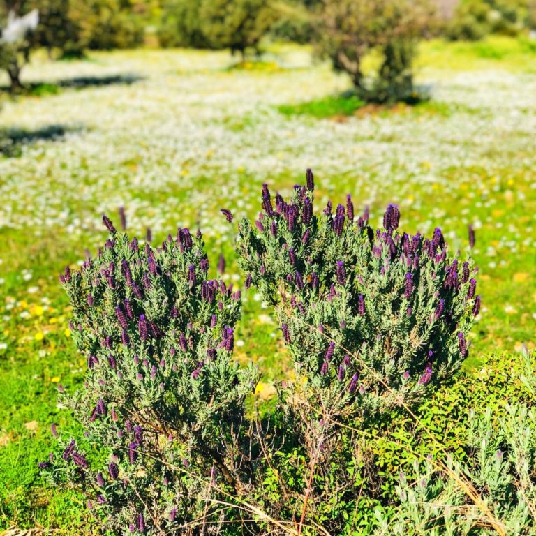 Karabaş Otu Kullanım Alanları