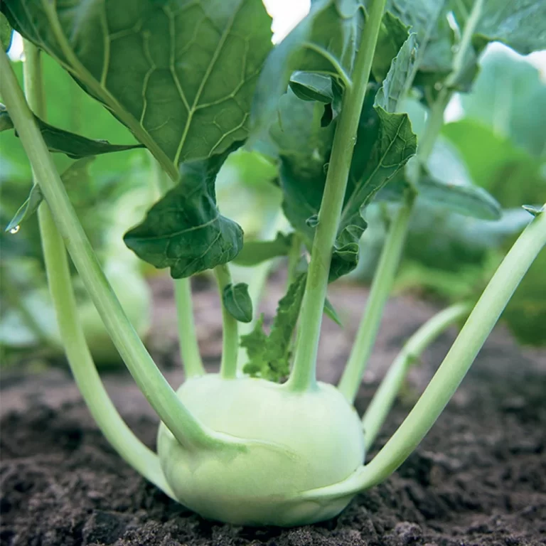 Alabaşta Verim Arttırma