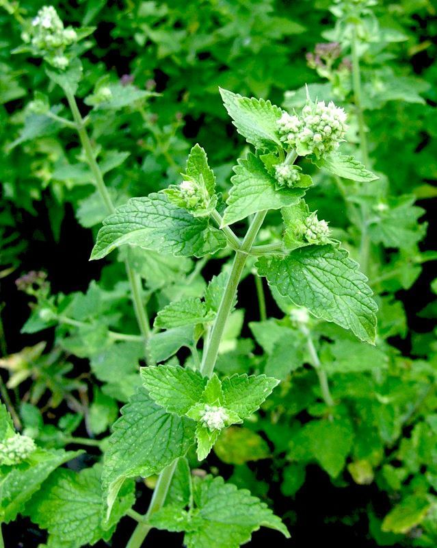 Melisa Oğul Otu Kullanım Alanları