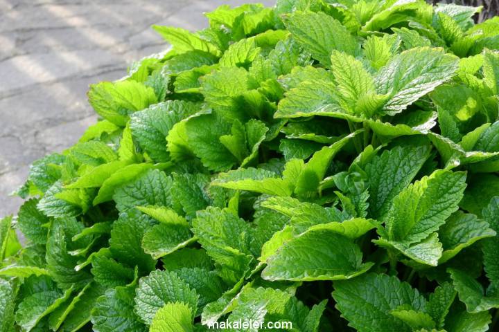 Melisa Oğul Otunda Verimi Arttırmak