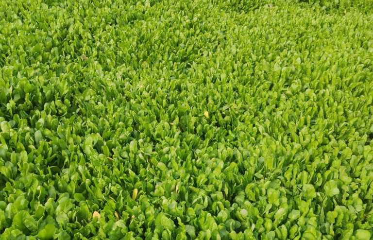 Tere Tarla Bakımı Nasıl Yapılmaktadır