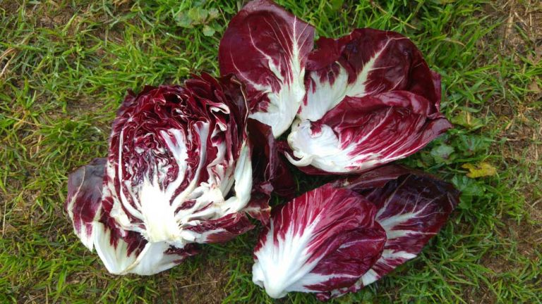 Hindiba Tohumu Seçimi