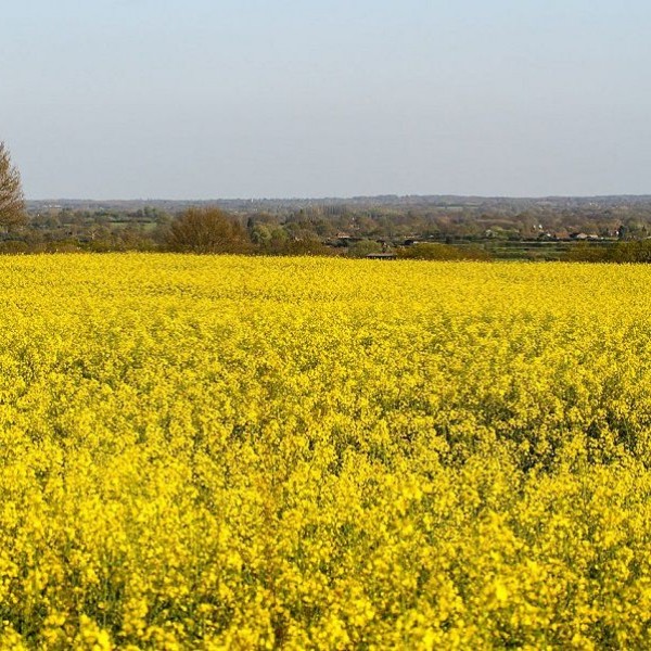 Yem Şalgamı Hasadı