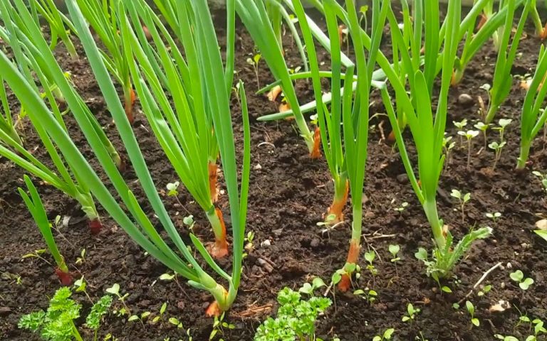 Yeşil Soğanda Tarla Bakımı