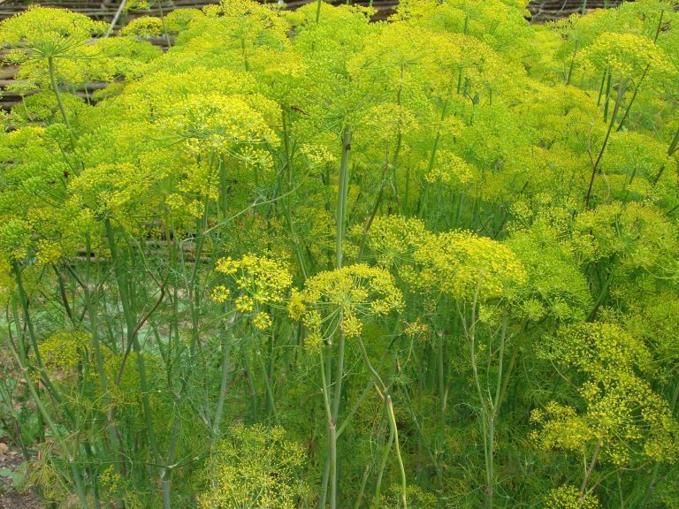 Rezene de Gübreleme Nasıl Yapılmaktadır