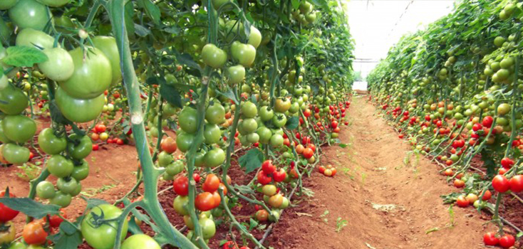 Serada Sebze Yetiştiriciliği