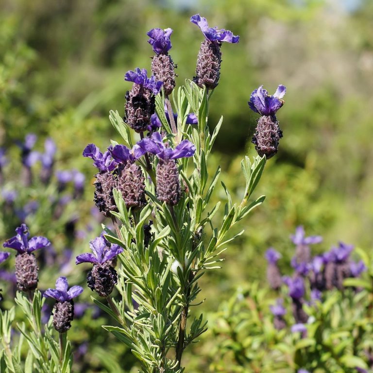 Karabaş Otu Fidesi Bakımı