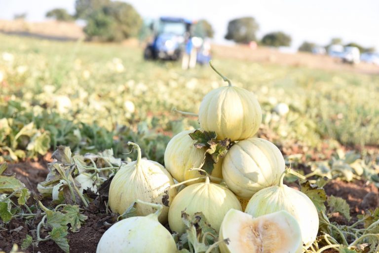 Gönen Kavun Yetiştiriciliği