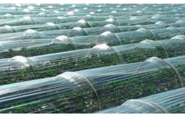 Alçak tünelde karpuz yetiştiriciliği