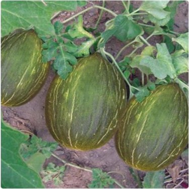 Ankara Kavun Yetiştiriciliği