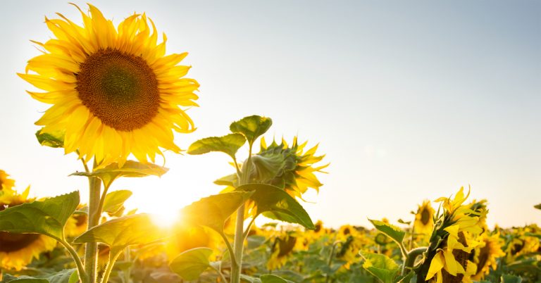 Çerezlik ayçiçeği ekime hazırlık nasıl yapılmalıdır?