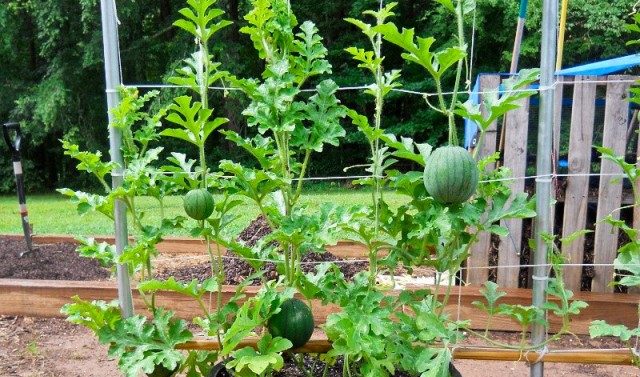 Fide ile Karpuz Yetiştiriciliği