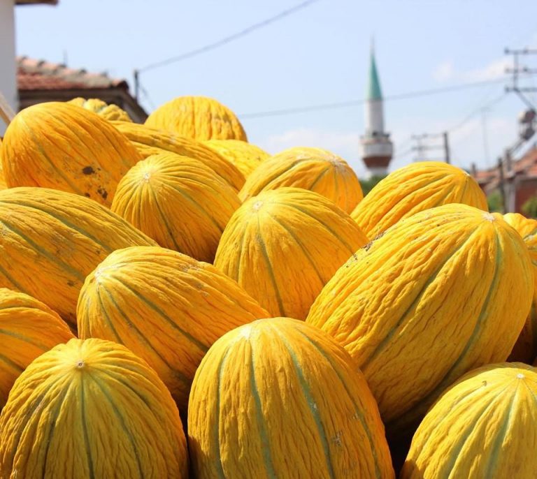 Sarı Dilimli Kavun Yetiştiriciliği