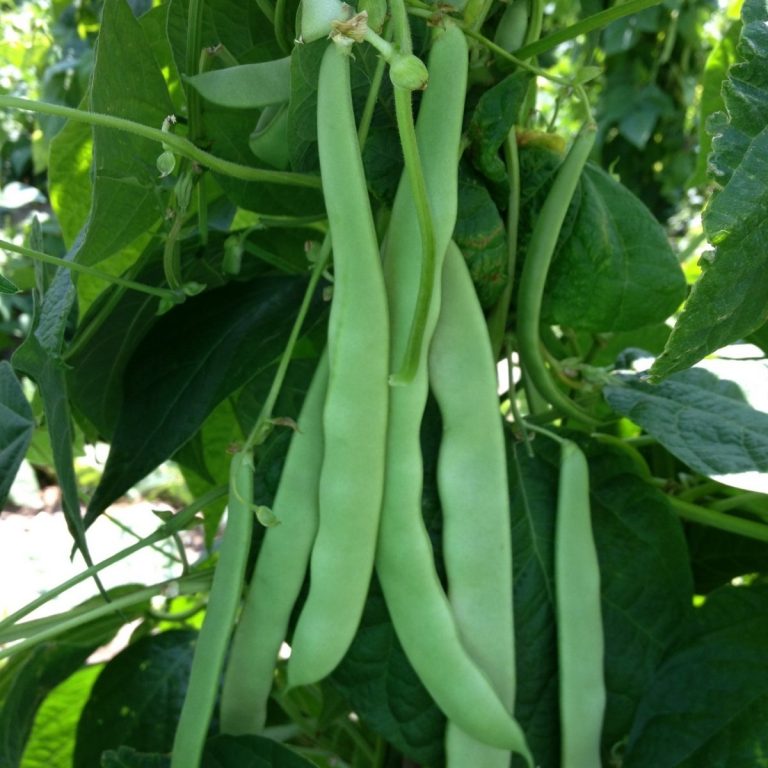 Sırık Fasulye Ekimi