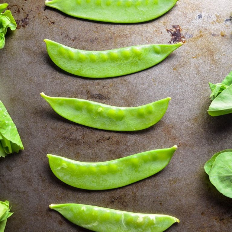 Yaprak Bezelye Yetiştiriciliği