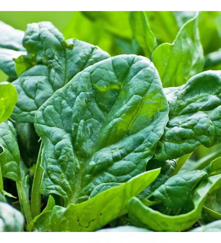 Ispanakta Çeşit Seçimi